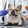 French Bulldog Grooming: Caring for Their Coat