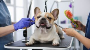 French Bulldog Grooming for a Shiny, Healthy Coat