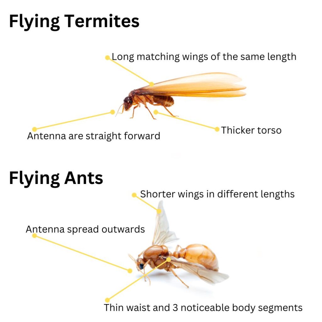 Flying Termites: Essential Control Strategies You Need