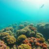 Scuba Diving Adventures in Belize: The Ultimate Experience