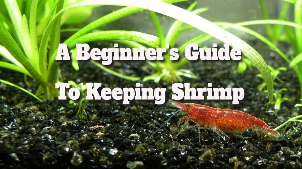 Shrimp Care Guide: Essential Tips for New Owners