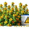 Herbal Interactions with Medications: A UK Guide