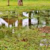 Stormwater Drain Solutions in Wollongong: Causes Explained