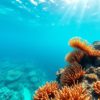Snorkeling the Belize Barrier Reef: Top Locations and Wildlife