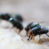 Maggot Extermination Strategies for Properties in Sydney