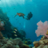 Belize Barrier Reef: Your 2025 Snorkelling and Diving Paradise
